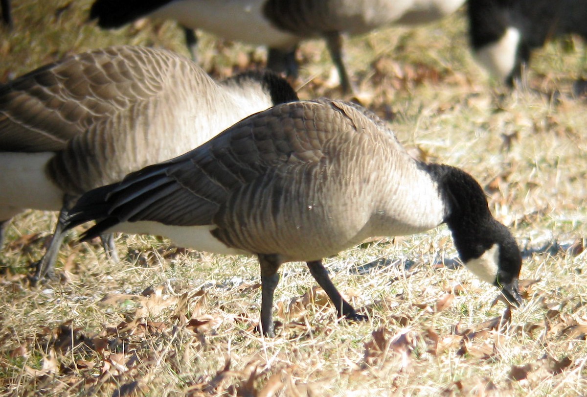 Cackling Goose (Richardson's) - ML646345653