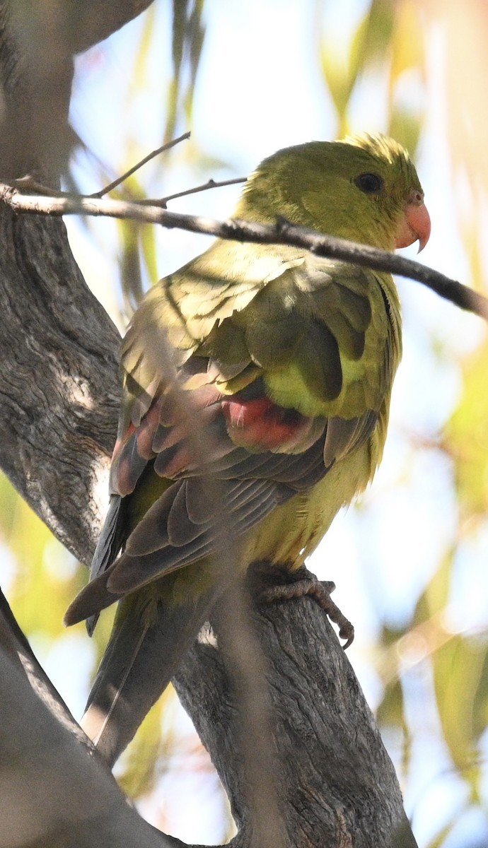 Regent Parrot - ML646345654