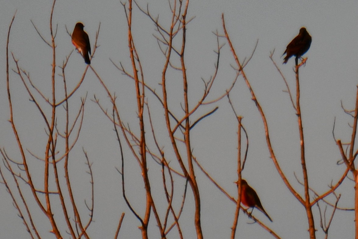 American Robin - ML646345655