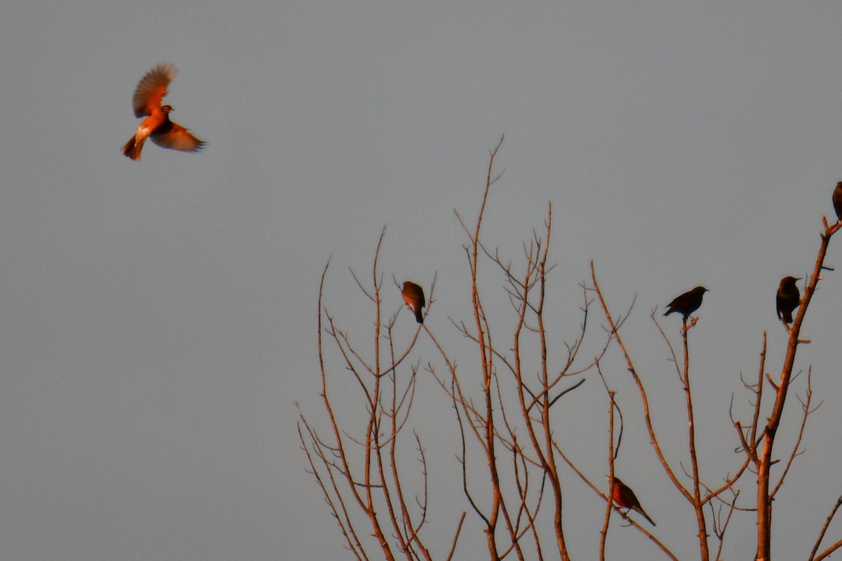 American Robin - ML646345656