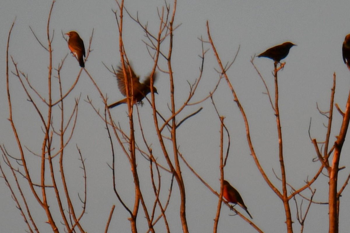 American Robin - ML646345657