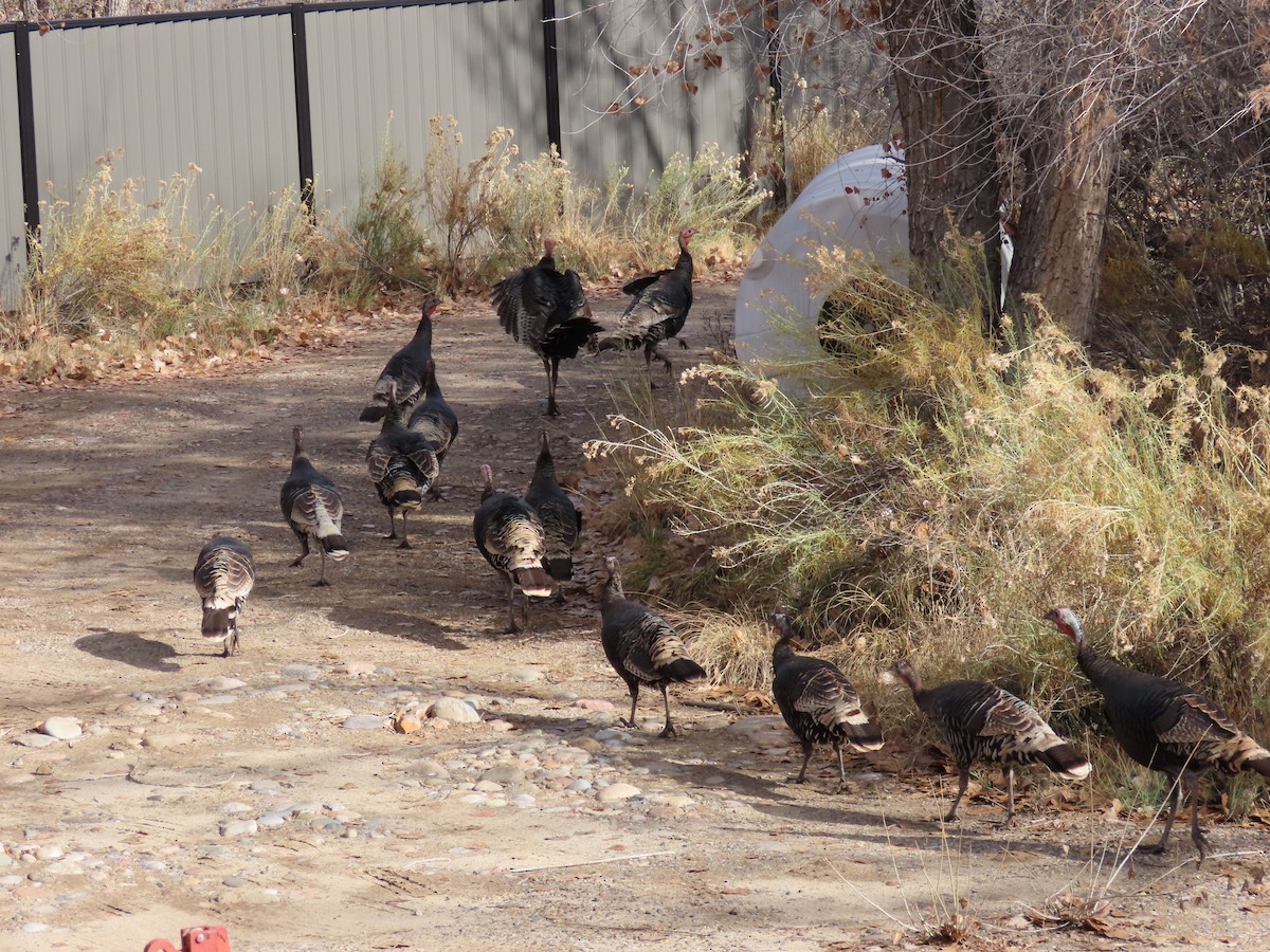 Wild Turkey - ML646345659