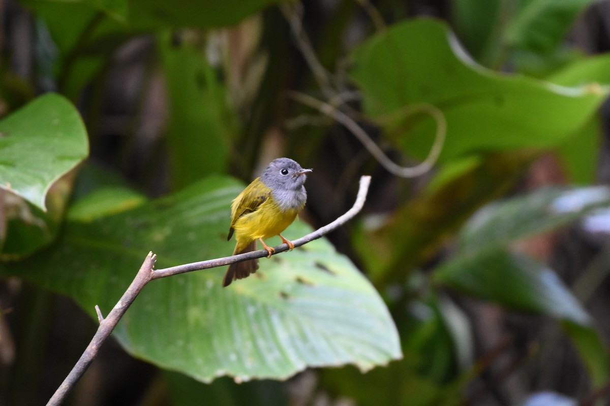 Gray-headed Canary-Flycatcher - ML646345660