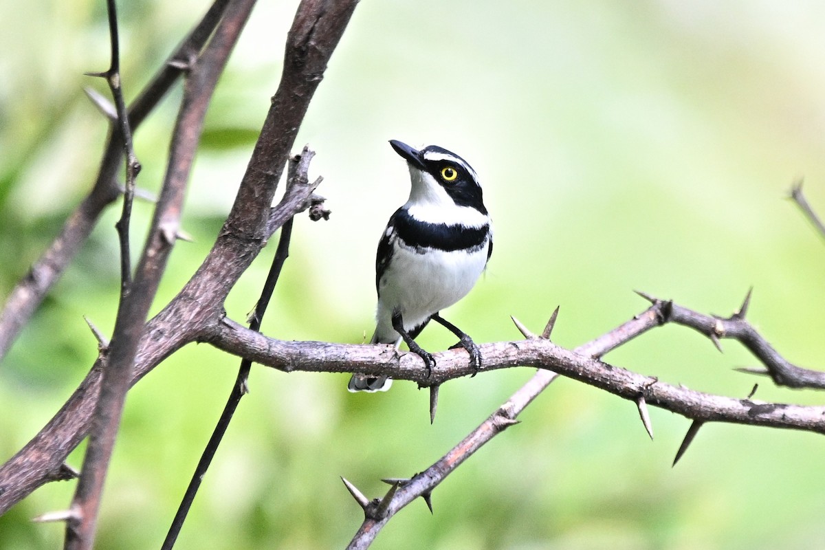 Eastern Black-headed Batis - ML646345669