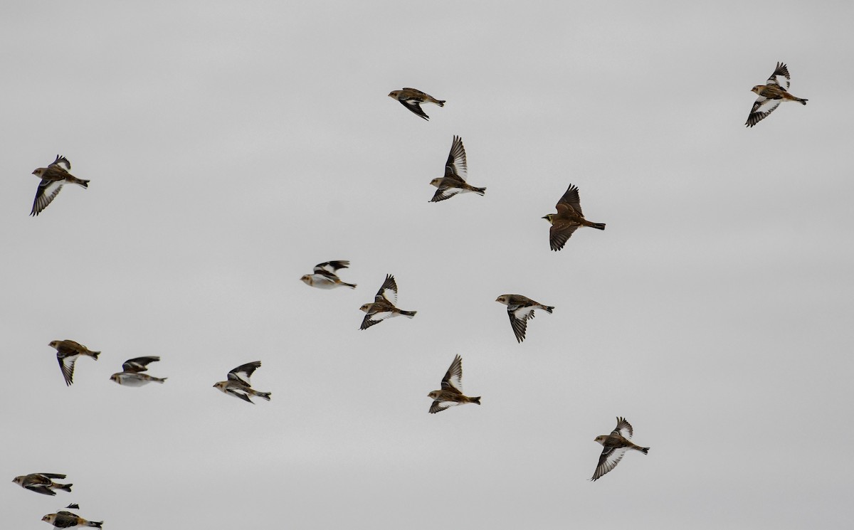 Snow Bunting - ML646345670