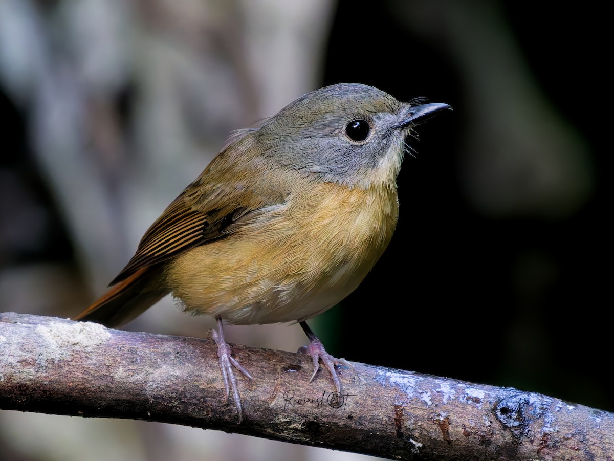 Pale-chinned Flycatcher - ML646345677