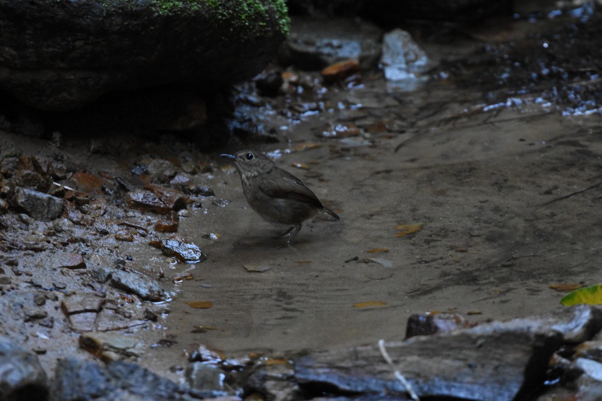 Lesser Shortwing - ML646345680