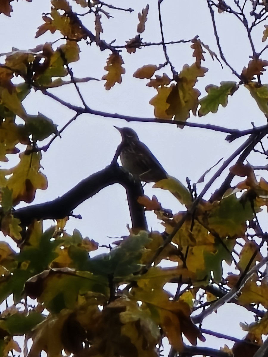 Цагаан хөмсөгт хөөндэй - ML646345689