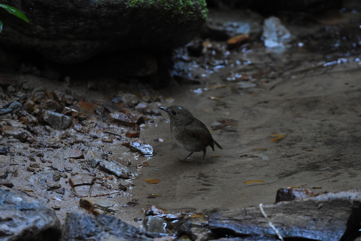 Lesser Shortwing - ML646345690