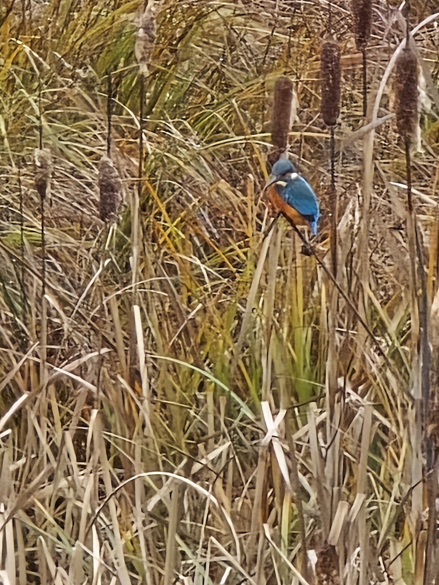 Номин шогшир - ML646345691