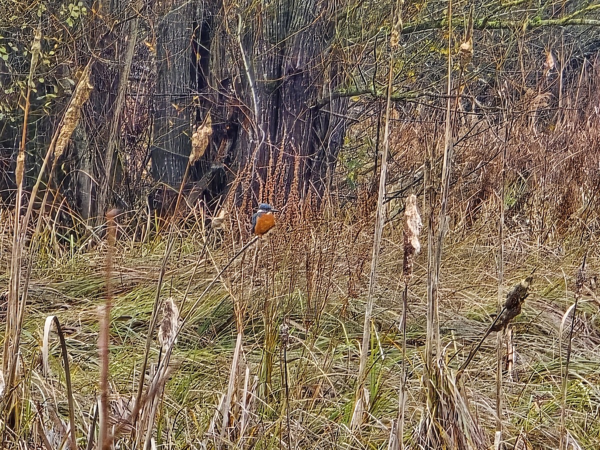 Номин шогшир - ML646345693