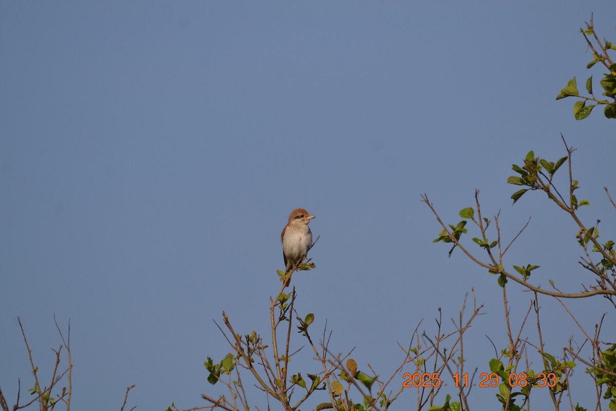 紅背伯勞 - ML646345694