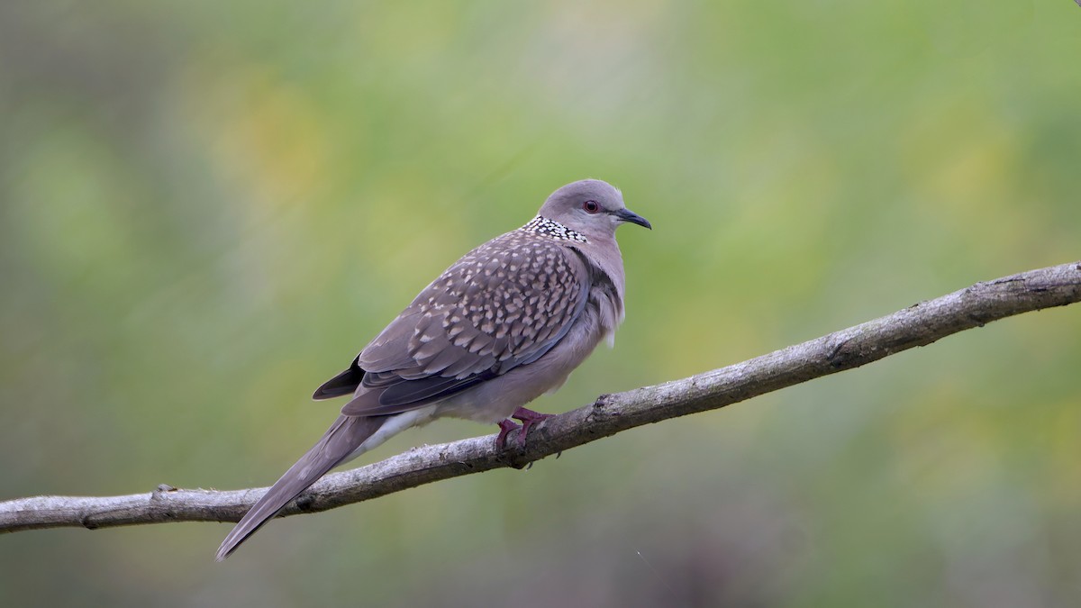 Spotted Dove - ML646345695