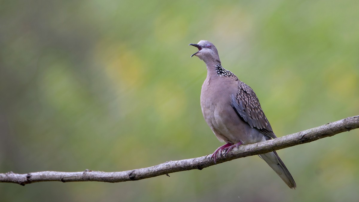 Spotted Dove - ML646345696