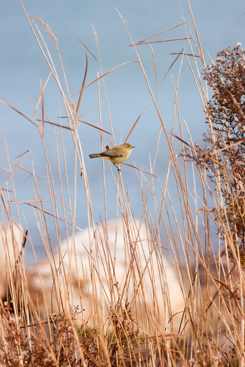 Common Chiffchaff - ML646345697