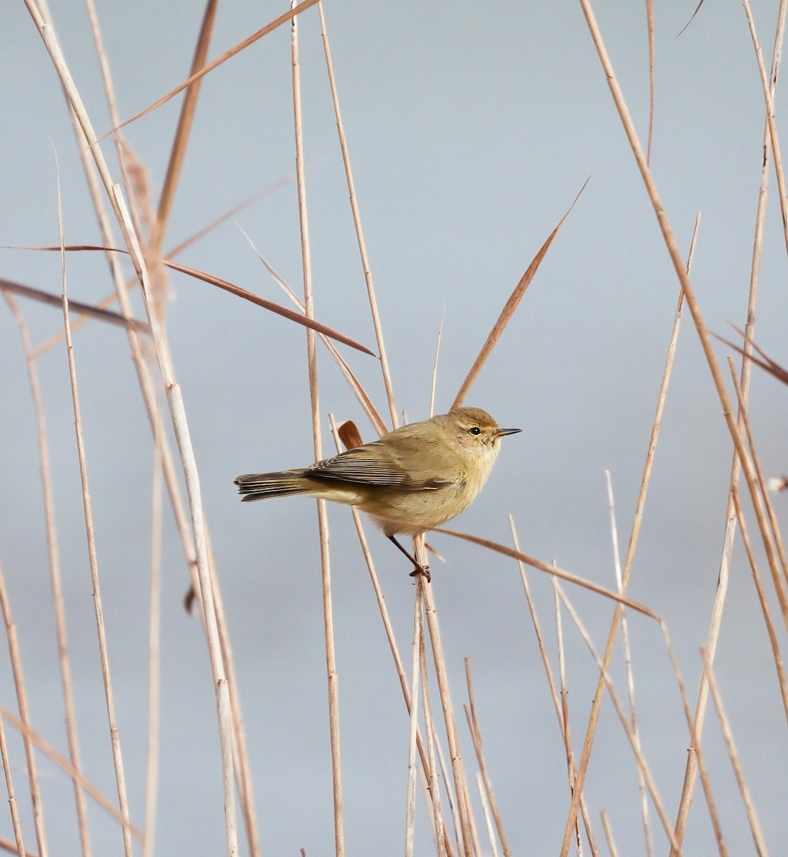 Common Chiffchaff - ML646345698