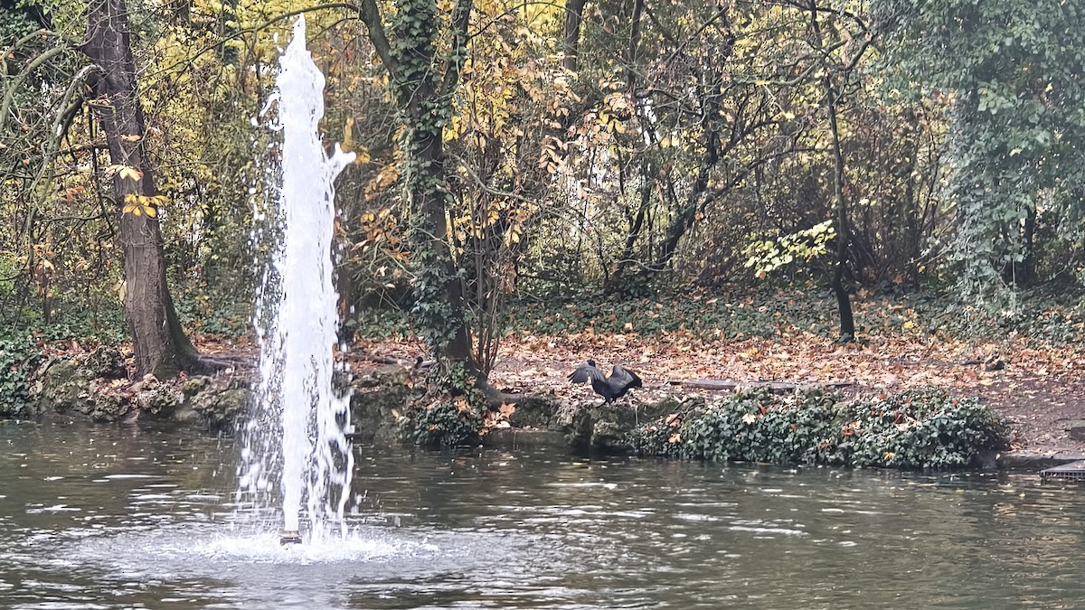 鸕鷀 - ML646345699