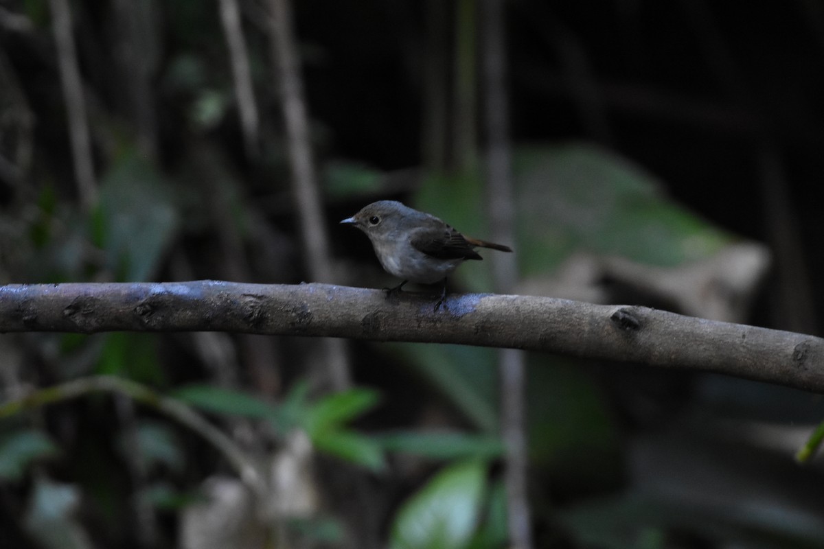 Little Pied Flycatcher - ML646345701