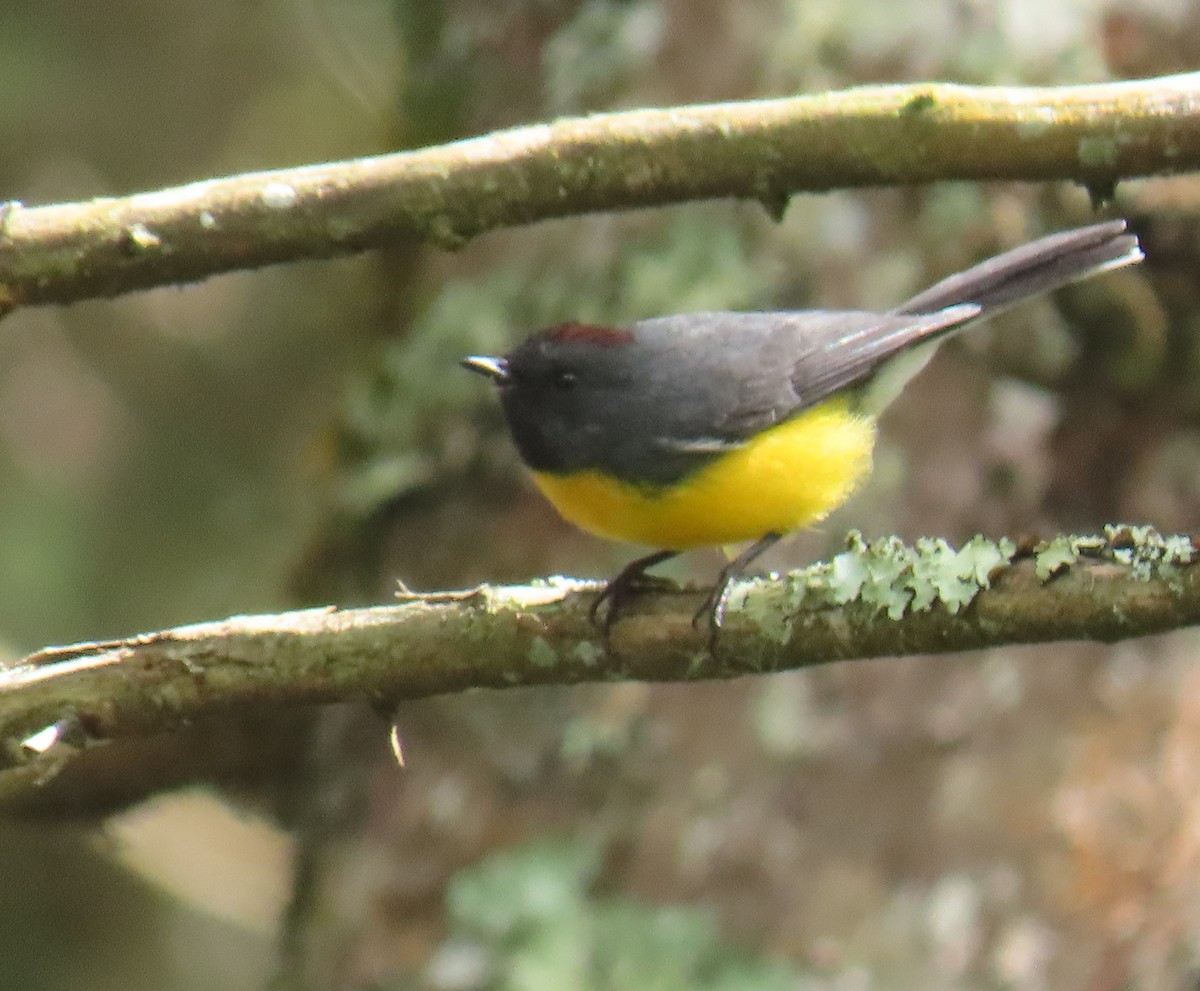 Slate-throated Redstart - ML646345705