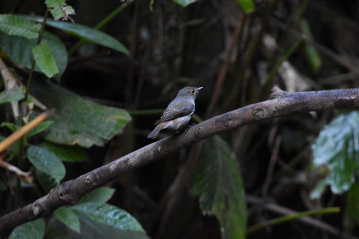 Little Pied Flycatcher - ML646345706