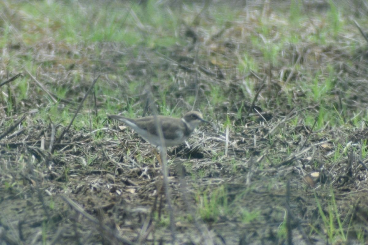 Little Ringed Plover - ML646345712