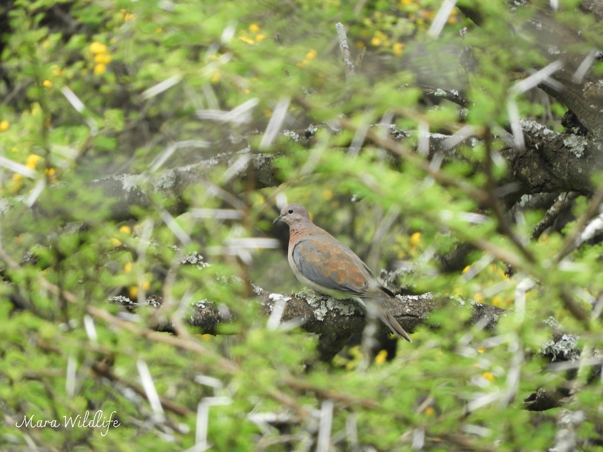 Laughing Dove - ML646345719