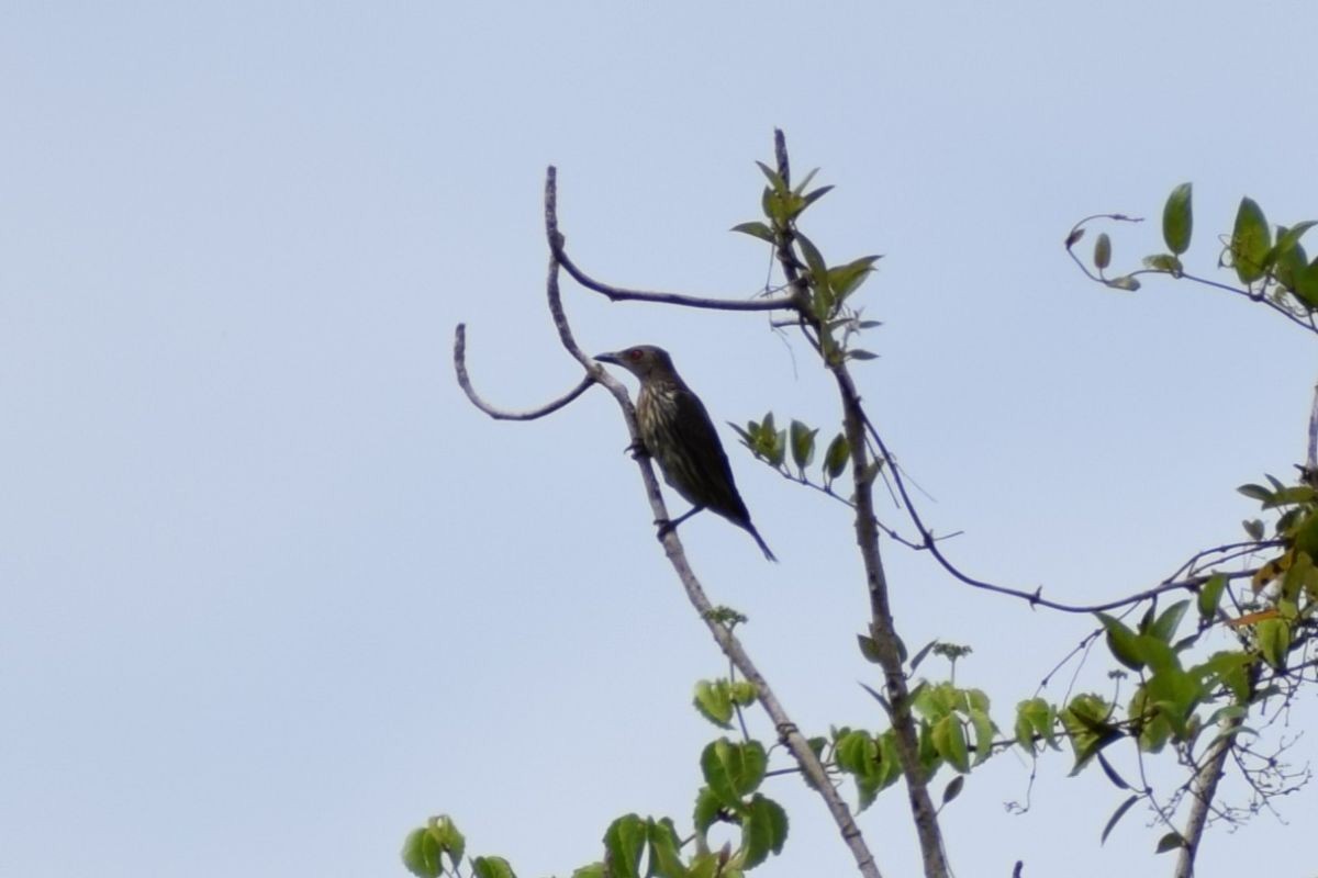 Asian Glossy Starling - ML646345721