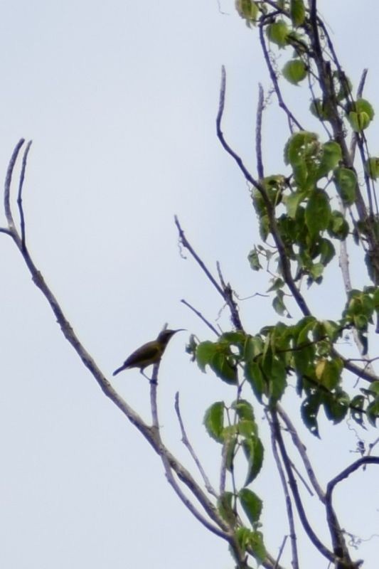 Ornate Sunbird - ML646345724