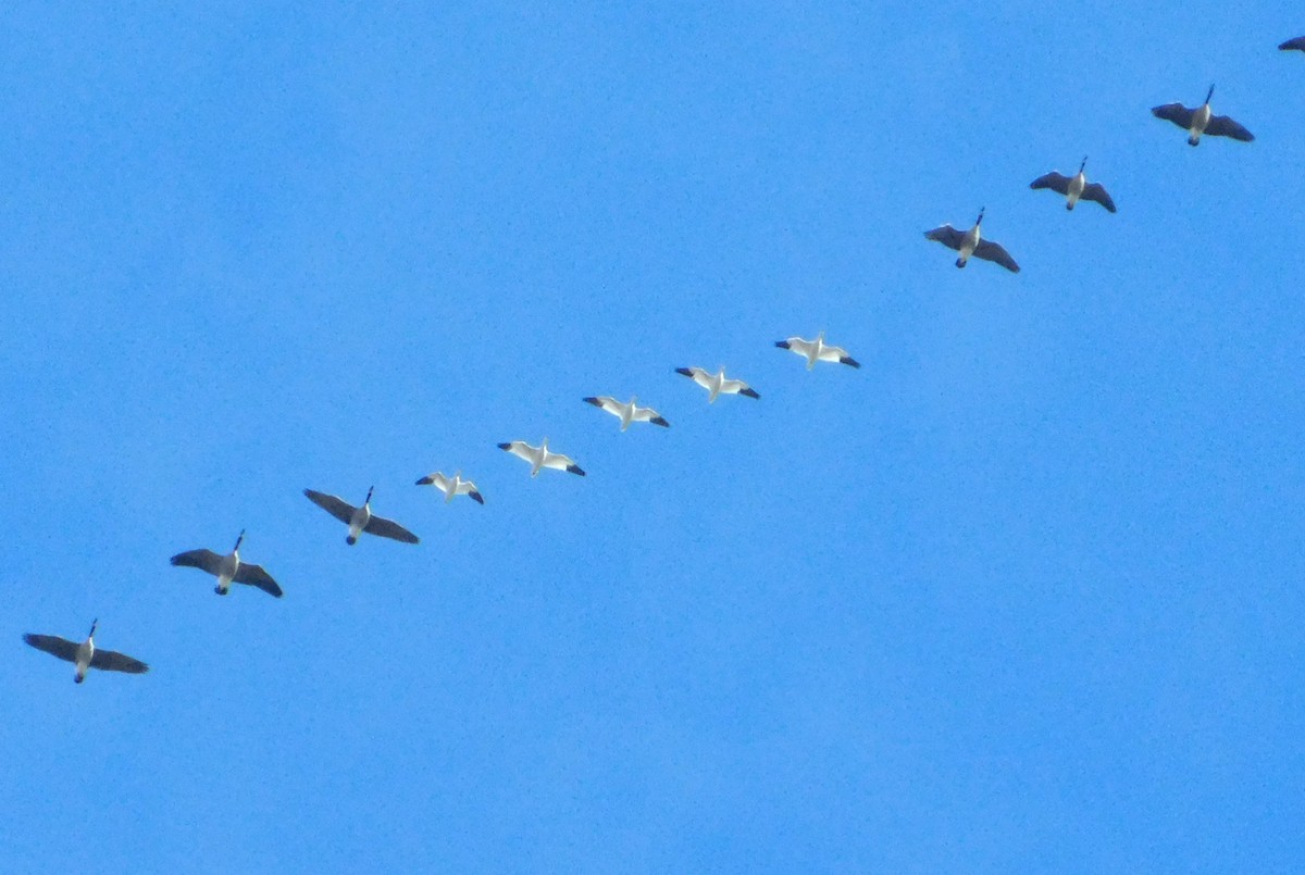 Snow/Ross's Goose - ML646345725