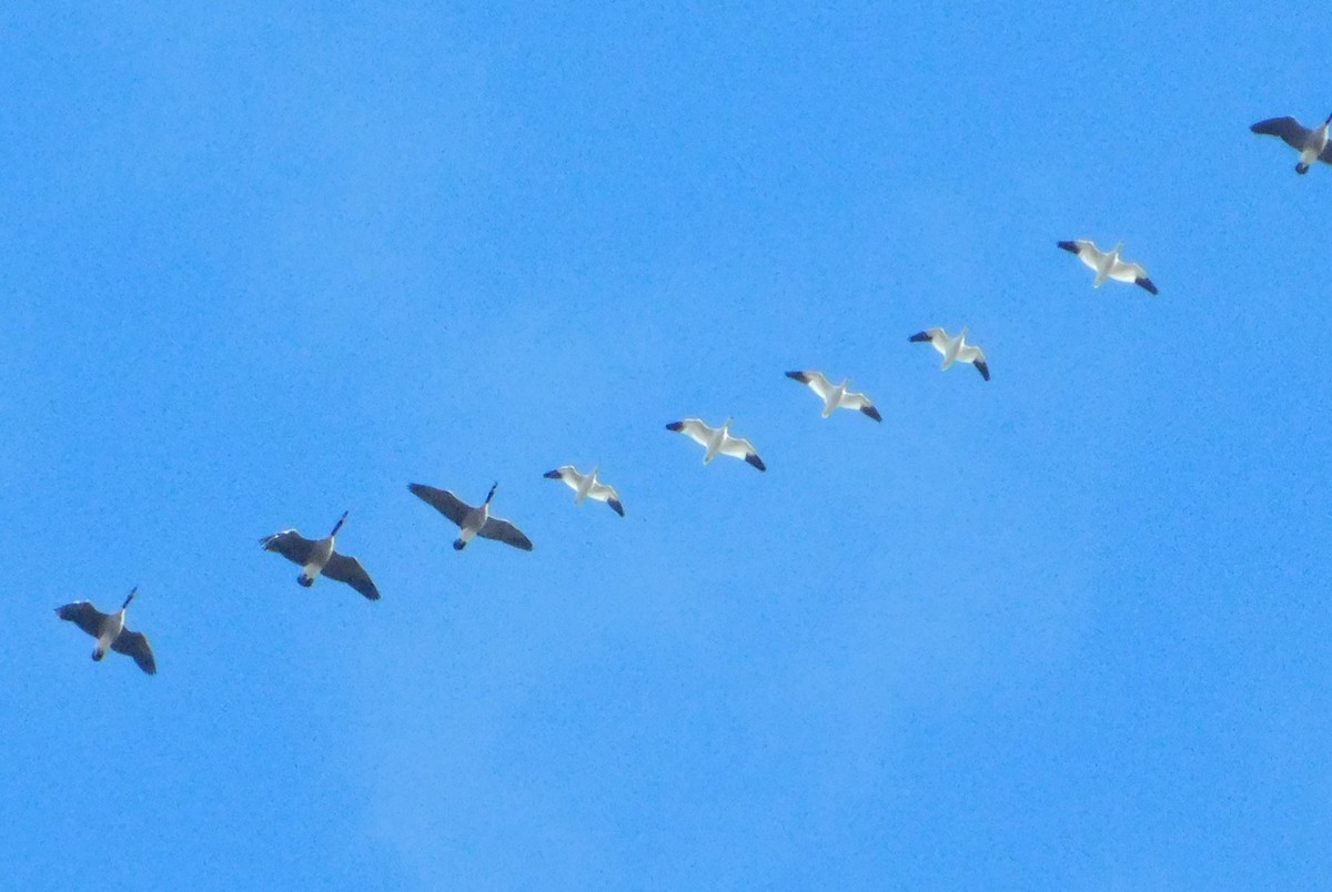 Snow/Ross's Goose - ML646345726