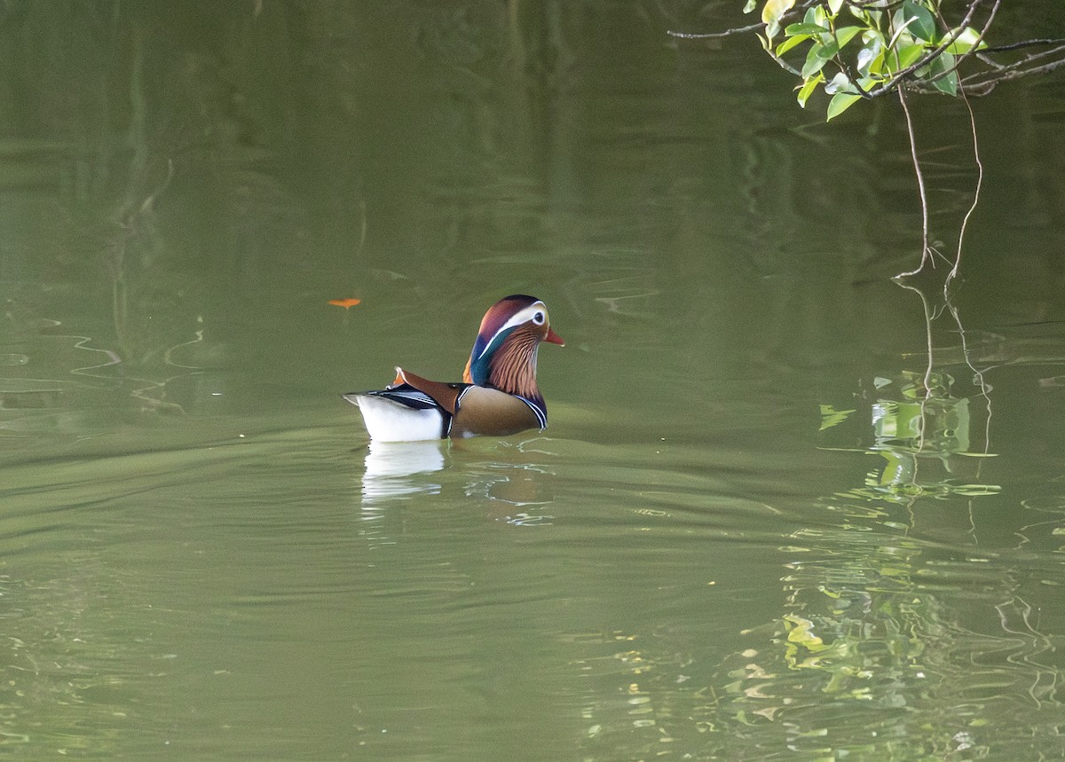Mandarin Duck - ML646345727