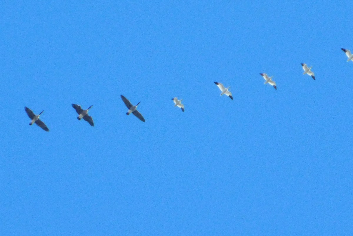 Snow/Ross's Goose - ML646345728