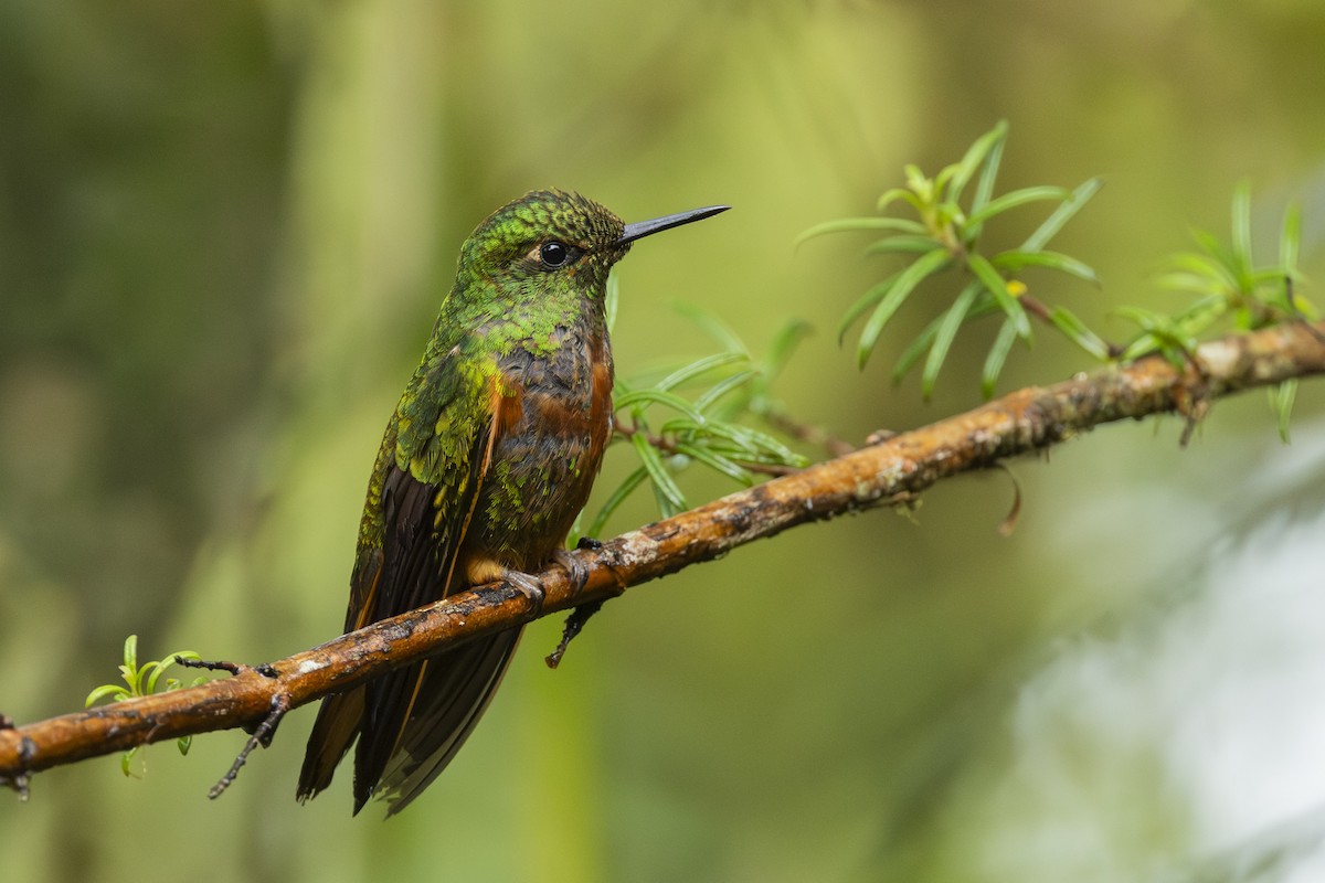 Chestnut-breasted Coronet - ML646345729