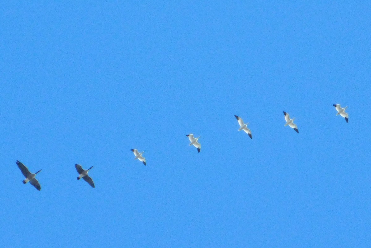 Snow/Ross's Goose - ML646345730