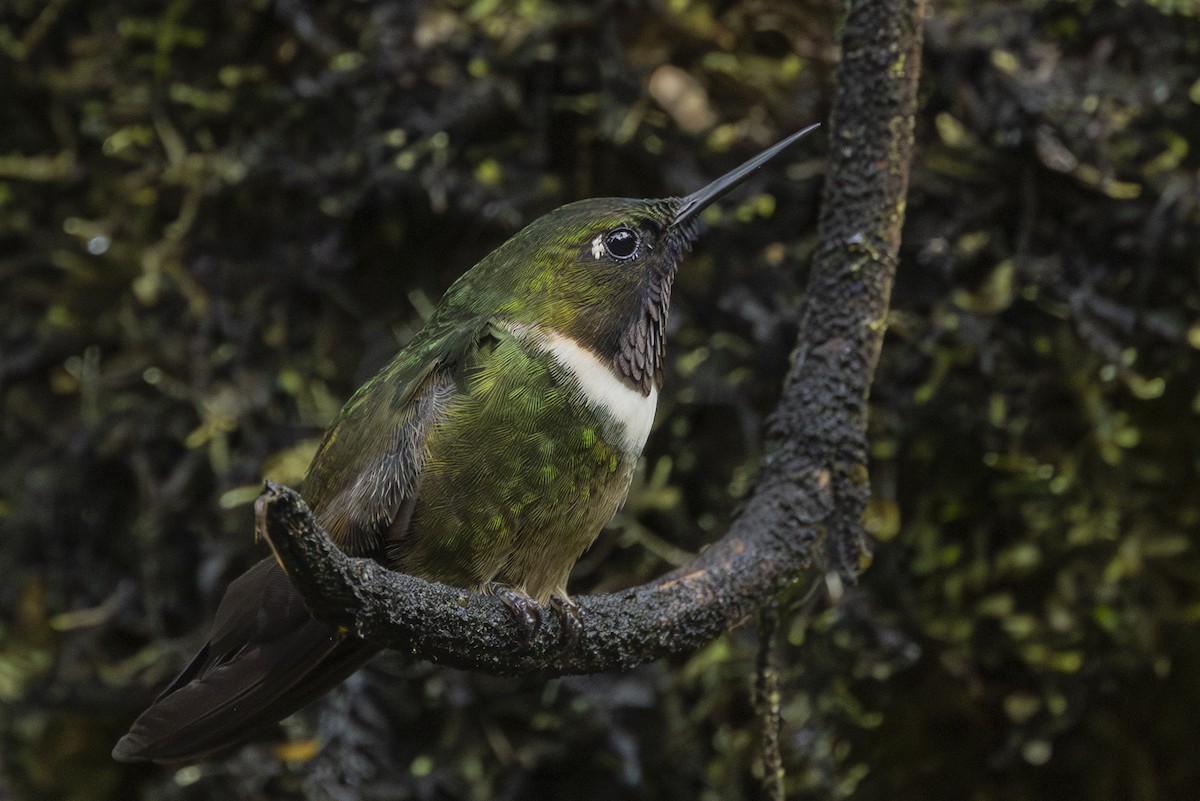 Amethyst-throated Sunangel - ML646345731