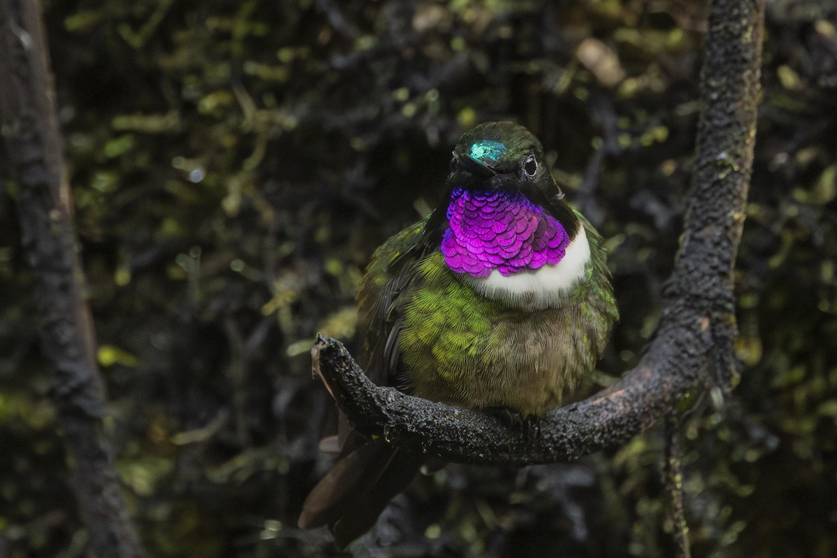 Amethyst-throated Sunangel - ML646345732