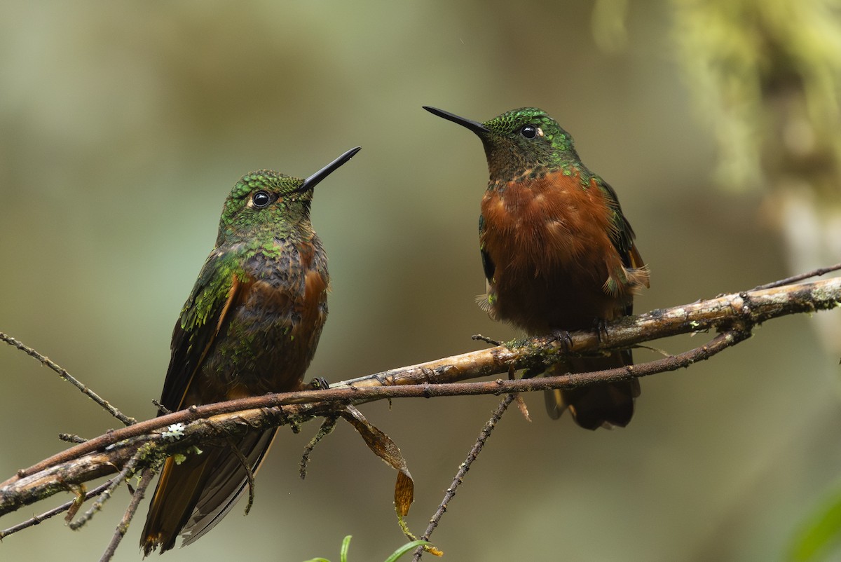 Chestnut-breasted Coronet - ML646345734