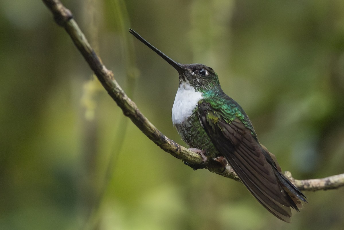 Collared Inca - ML646345735