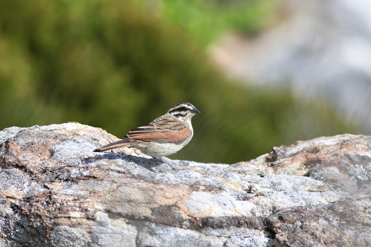 Cape Bunting - ML646345736