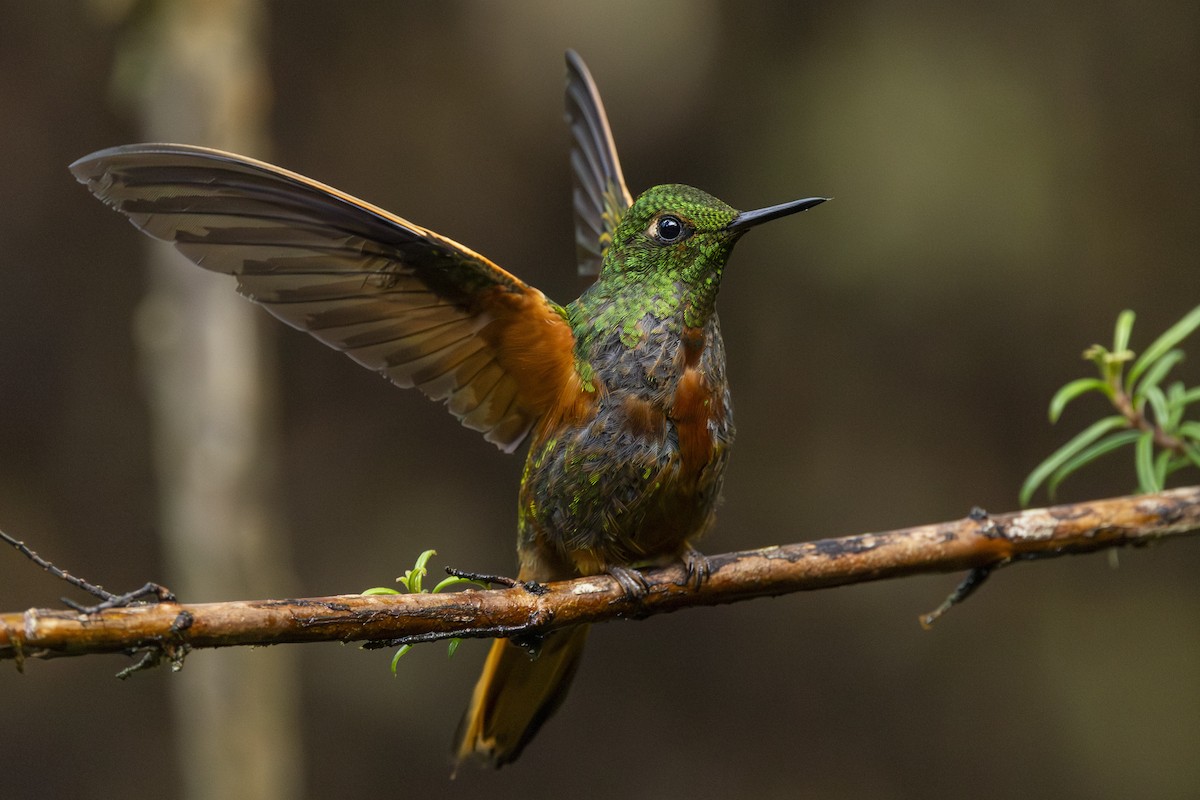 Chestnut-breasted Coronet - ML646345737