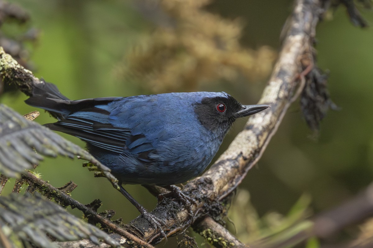 Masked Flowerpiercer - ML646345746