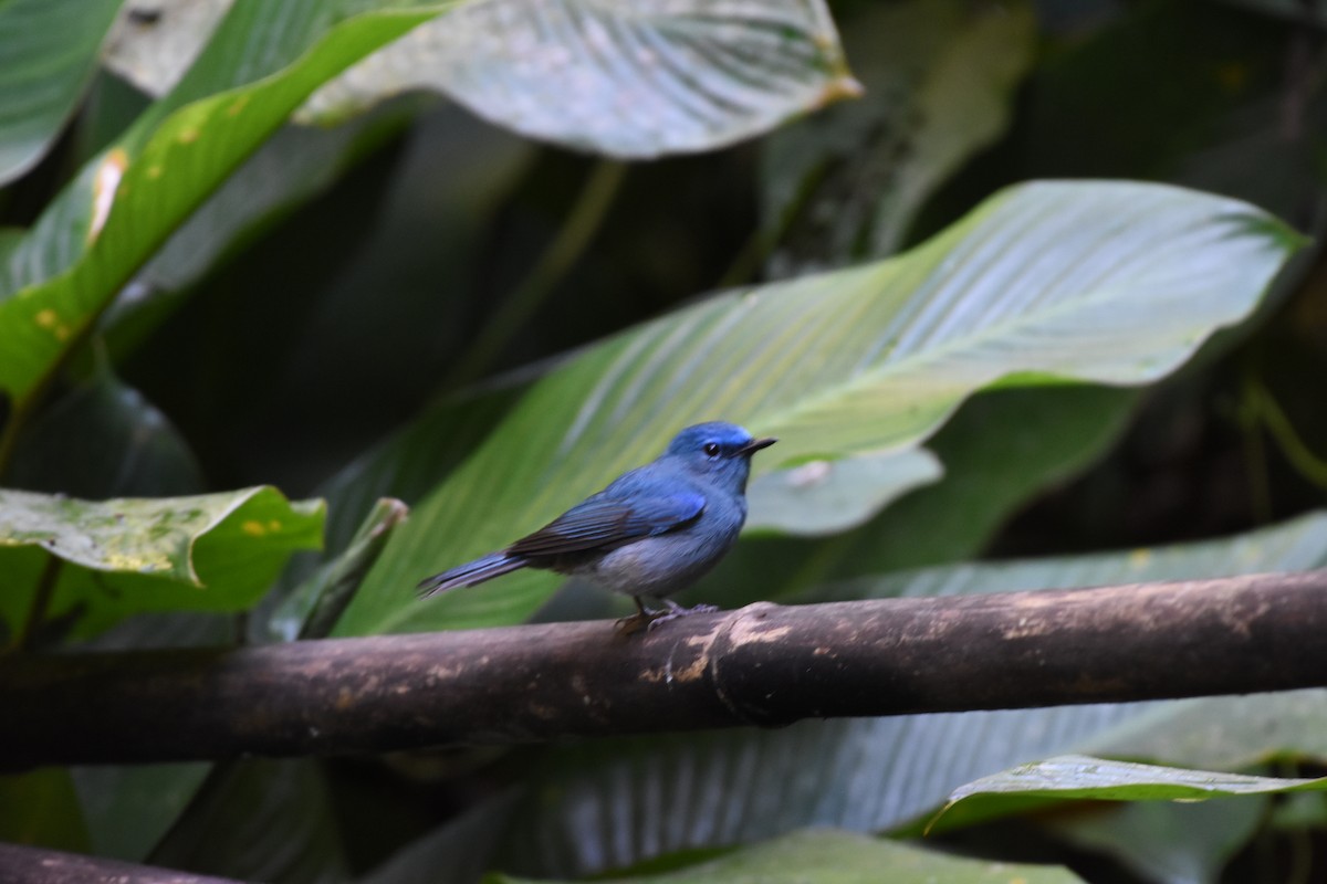 Pale Blue Flycatcher - ML646345747