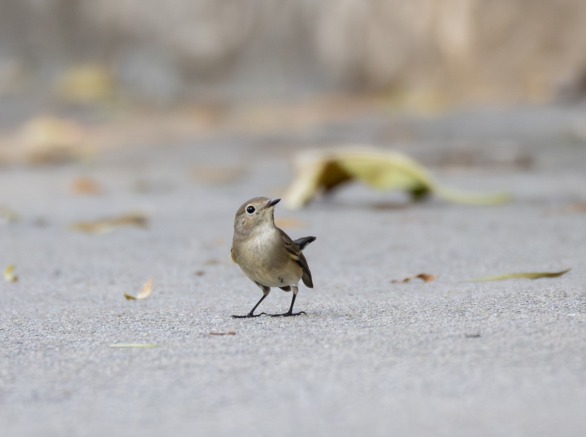 lejsek sibiřský - ML646345748