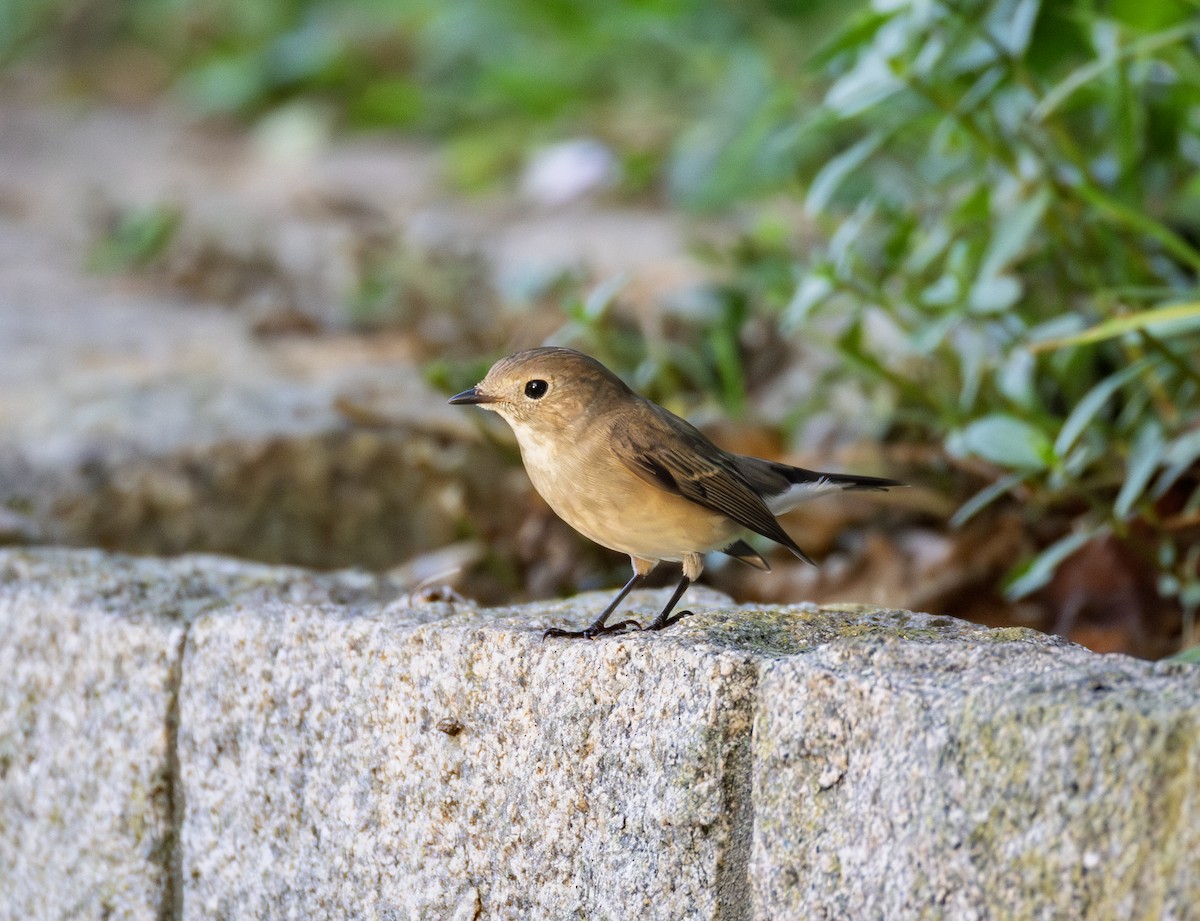 lejsek sibiřský - ML646345750