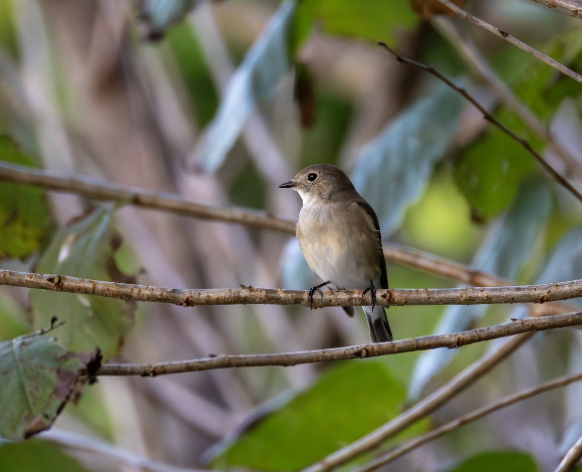 lejsek sibiřský - ML646345751