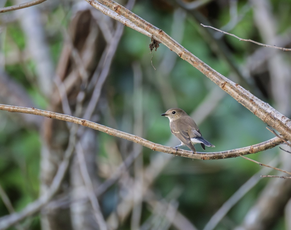 lejsek sibiřský - ML646345752