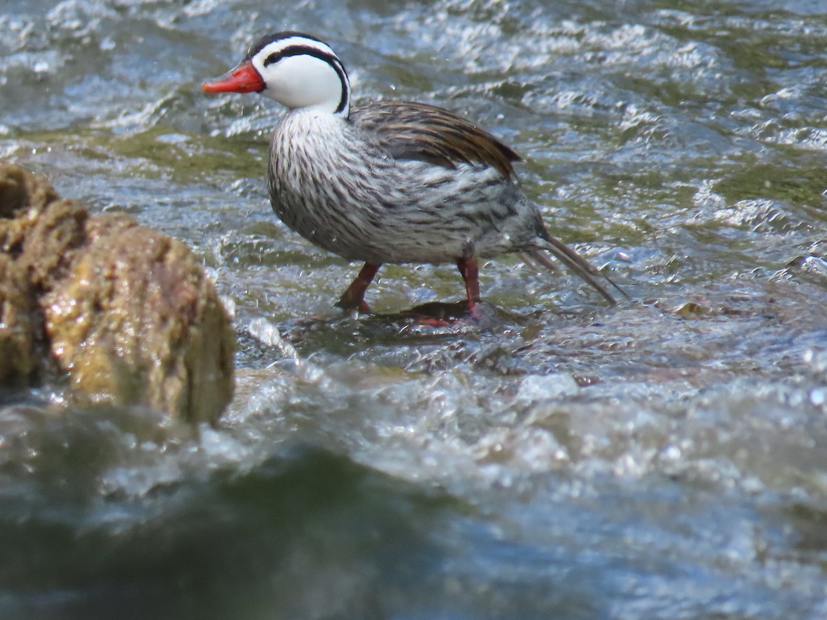 Torrent Duck - ML646345754