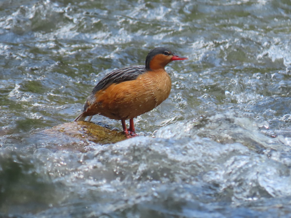 Torrent Duck - ML646345755