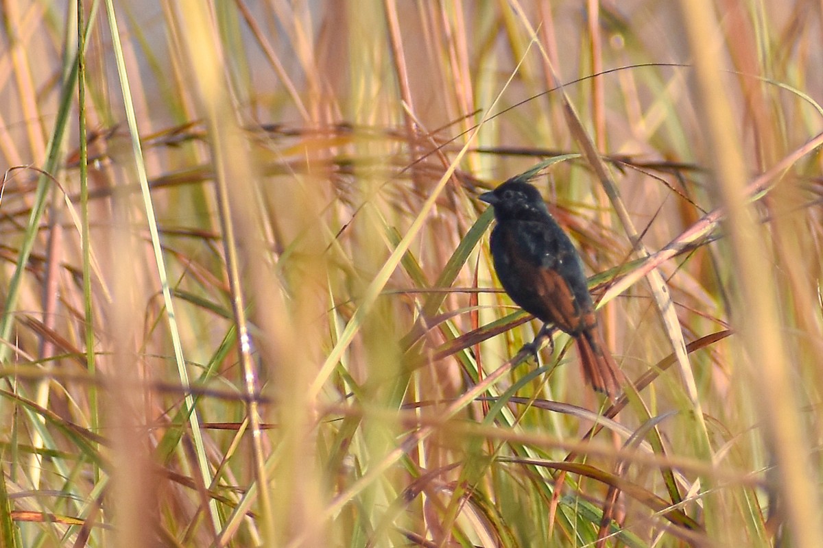 Crested Bunting - ML646345756