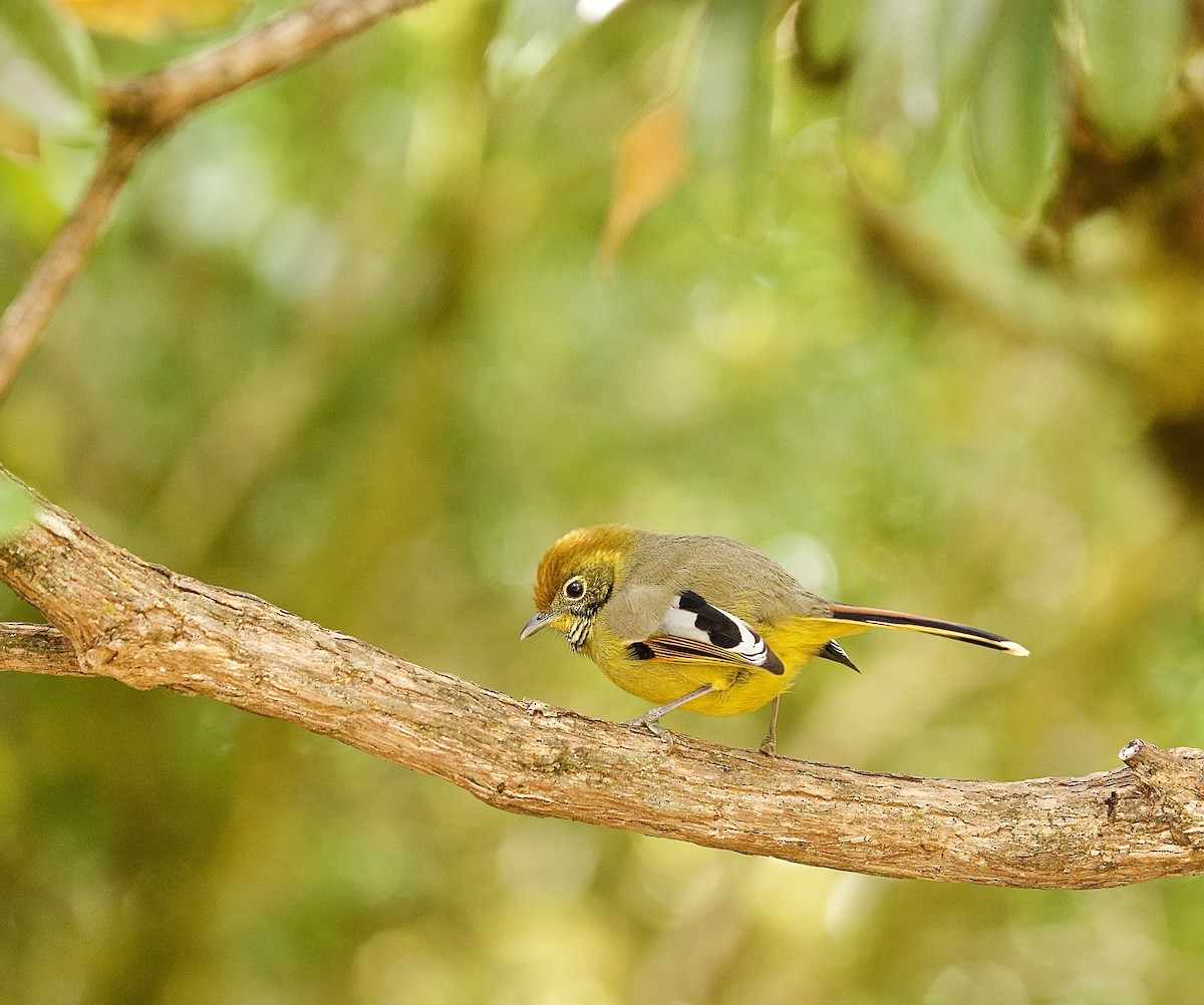 Chestnut-tailed Minla - ML646345757